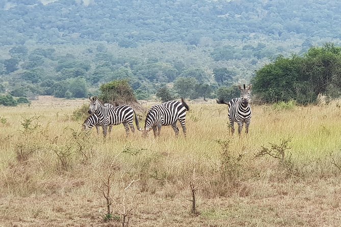 One-day Akagera National Park Game Drive with a Choice 4x4 - Key points to know before you go