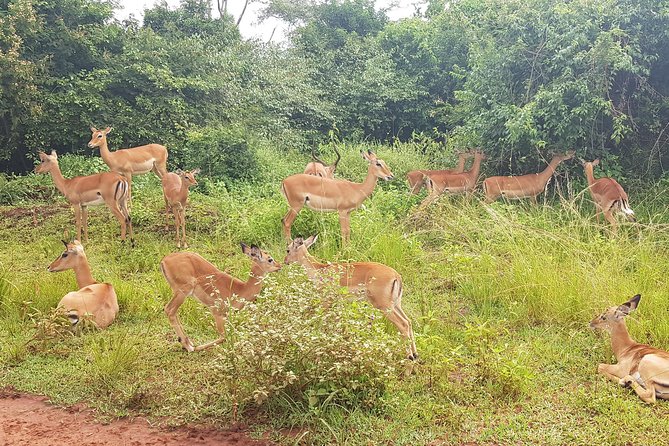 One-day Akagera National Park Game Drive with a Choice 4x4 - The optional Ihema Lake boat ride