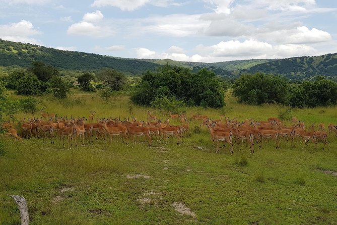 One-day Akagera National Park Game Drive with a Choice 4x4 - What the private format adds at $205