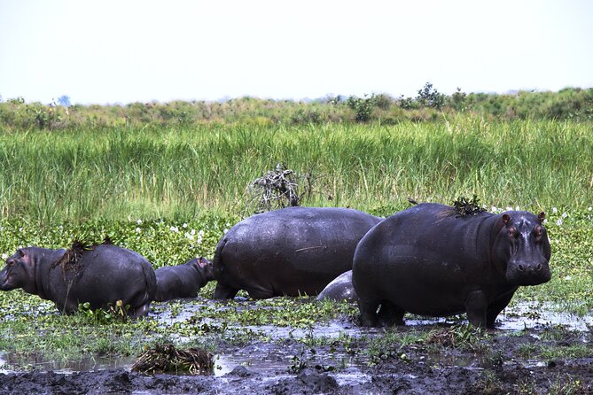 One-day Akagera National Park Game Drive with a Choice 4x4 - Guides who make the difference