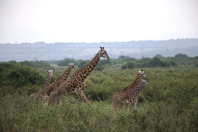 One-day Akagera National Park Game Drive with a Choice 4x4 - The early road from Kigali to Imigongo Art Center