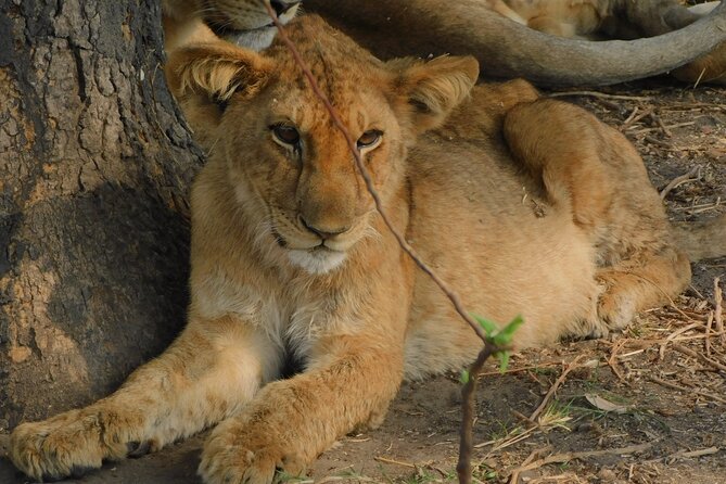 One Day Akagera Safari From Kigali - Why Akagera makes a strong one-day safari