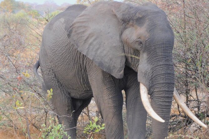 One Day Akagera Safari From Kigali - Lions, leopards, and the limits of a single day
