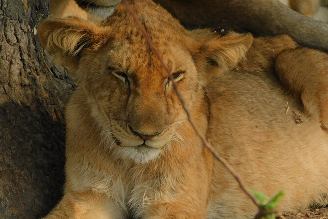 One Day Akagera Safari From Kigali - The value of a $400 private safari