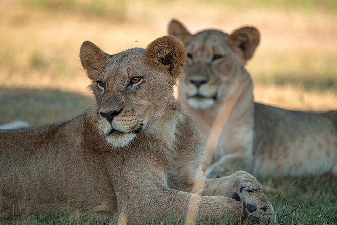 One Day Akagera Wildlife Safari - Key points about the Akagera safari