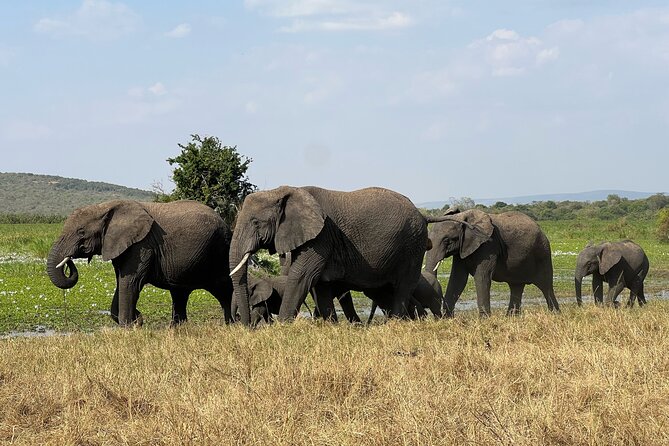 One Day Akagera Wildlife Safari - Practical limits you should know before booking