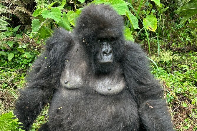 One Day Gorilla Trekking Rwanda & Iby'iwacu Cultural Village - Why the Iby’iwacu visit matters