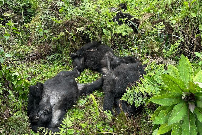 One Day Gorilla Trekking Rwanda & Iby'iwacu Cultural Village - Transport, guides, and the private format
