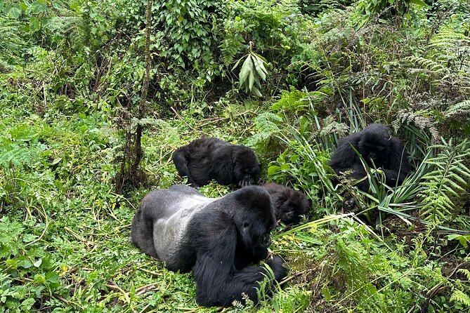 One Day Gorilla Trekking Rwanda & Iby'iwacu Cultural Village - Tracking gorillas in Volcanoes National Park