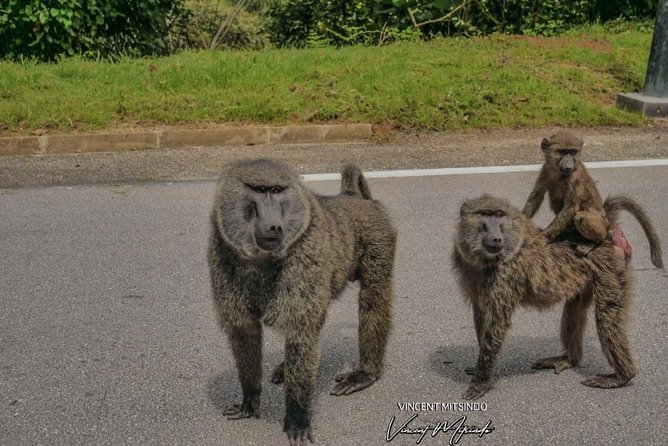 One Day Nyungwe National Park Tour& Canopy walk (2 Pax Min) - Practical Booking Advice for a Smoother Day