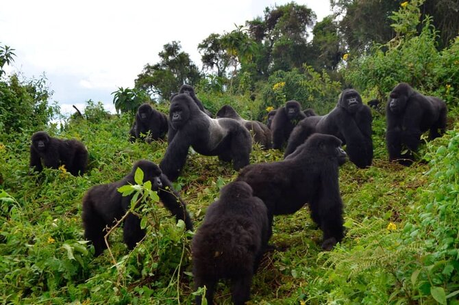 One Day Private Gorillas Tracking in Volcanoes National Park - Vehicle comfort, lunch, and practical support