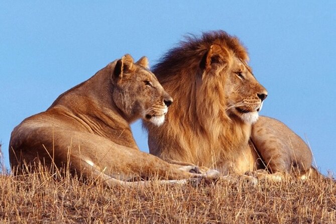 Private 1 Day Akagera Big Five Safari with pick up and lunch. - Key points to know before you book