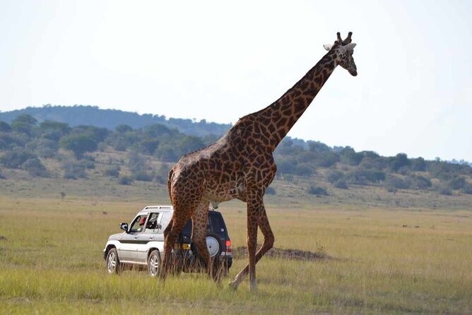 Private 1 Day Akagera Big Five Safari with pick up and lunch. - Lunch, water, and the value of the $440 price