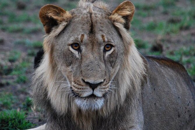 Private 1 Day Akagera Big Five Safari with pick up and lunch. - What the Big Five promise really means