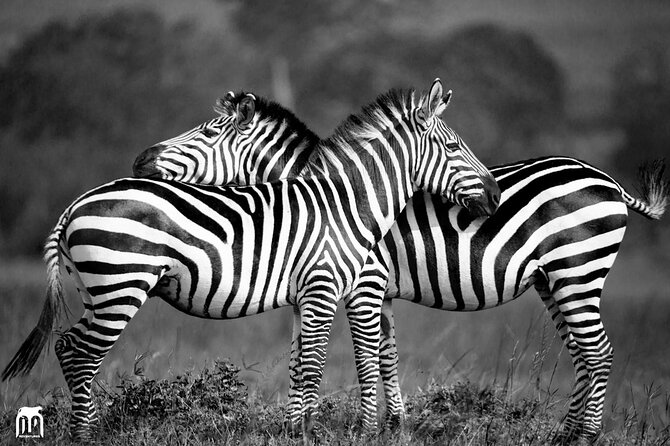 Private 1 Day Akagera Big Five Safari with pick up and lunch. - Photography and the park setting