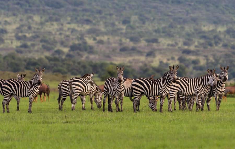 Private 1 Day Akagera Safari with Pick-up and Lunch. - Key Details Before You Book