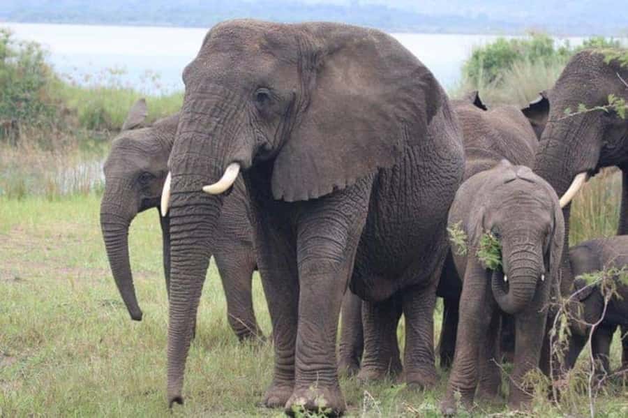 Private 1 Day Akagera Safari with Pick-up and Lunch. - Who Will Enjoy This Akagera Day Trip?