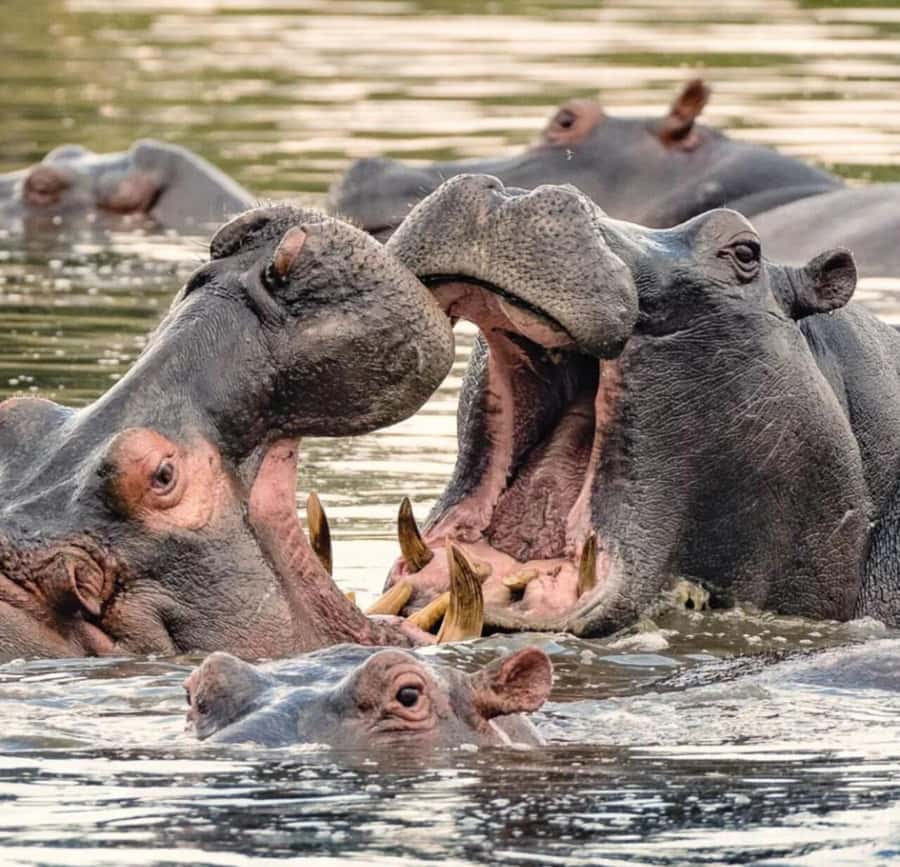 Private 1 Day Akagera Safari with Pick-up and Lunch. - Leaving Kigali at 5:30 in the Morning