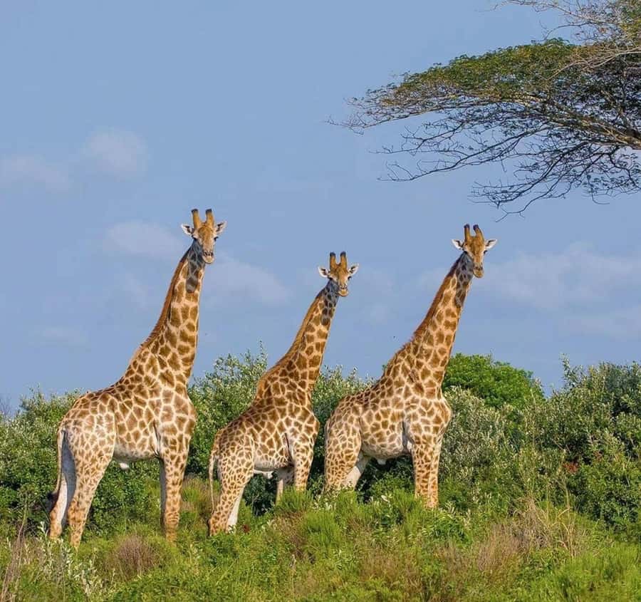 Private 1 Day Akagera Safari with Pick-up and Lunch. - Entering Akagera National Park