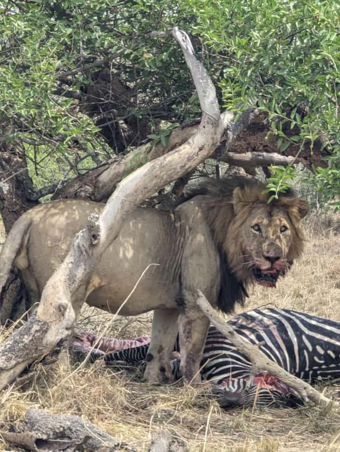 Private 1 Day Akagera Safari with Pick-up and Lunch. - Lunch, Water, and What the $388 Price Covers