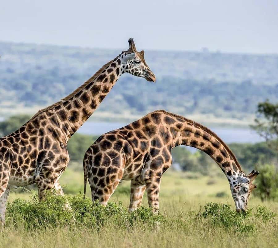 Private 1 Day Akagera Safari with Pick-up and Lunch. - The Guide, Language, and Private Pace