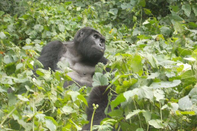 Private 2 Days Volcano Golden Monkey and Bwindi Gorilla Trek - Key points before you book