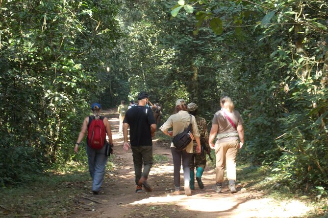 Private 2 Days Volcano Golden Monkey and Bwindi Gorilla Trek - Golden monkeys in Volcanoes National Park