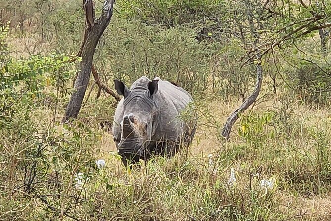 Private Full-Day Tour Akagera Game Drive - Guides, driving, and the human side