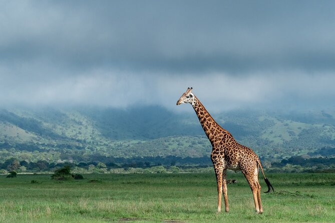 Private Full-Day Tour Akagera Game Drive - Comfort and practical planning