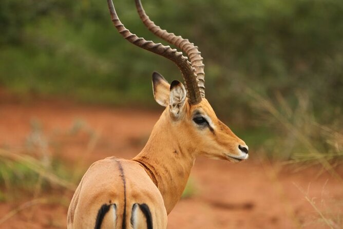 Private Full-Day Tour Akagera Game Drive - Six hours inside Akagera National Park