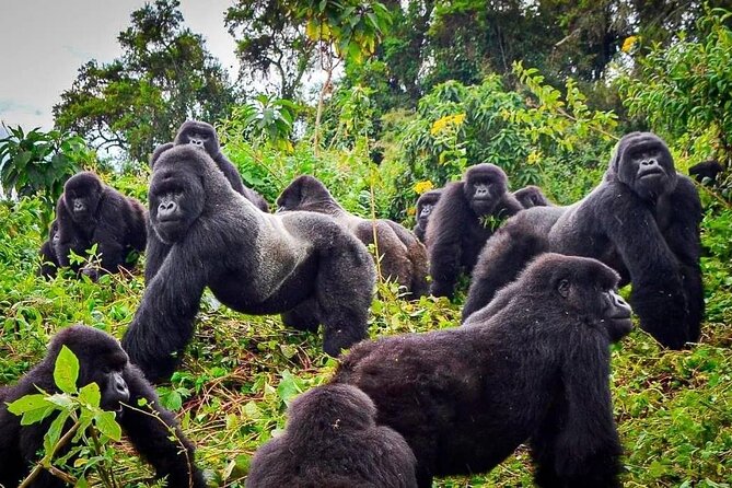 Private Gorilla Trekking Transfer from kigali to Volcanoes N.Park - A very early start from Kigali