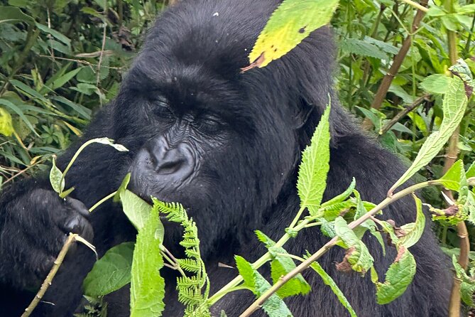 Private Gorilla Trekking Transfer from kigali to Volcanoes N.Park - The gorilla trek itself