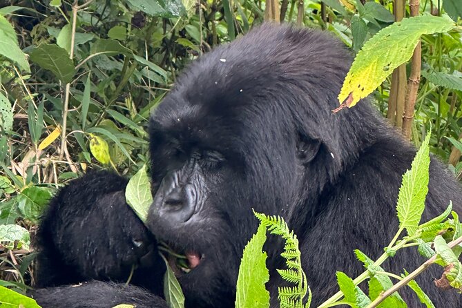 Private Gorilla Trekking Transfer from kigali to Volcanoes N.Park - What the $350 price really covers