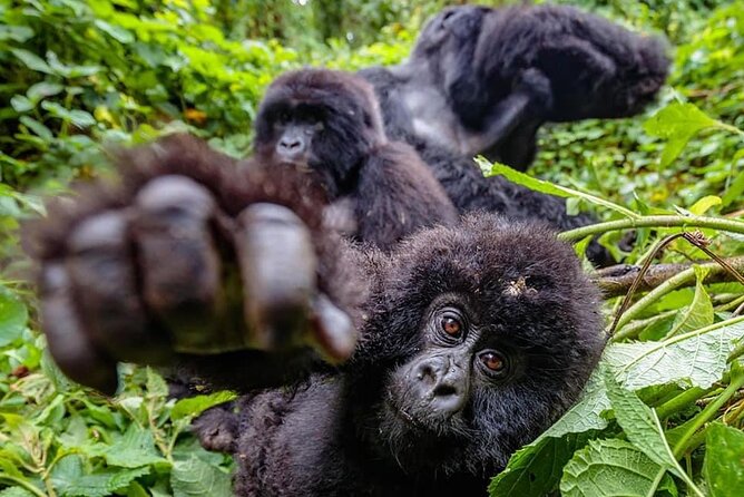 Private Gorilla Trekking Transfer from kigali to Volcanoes N.Park - The vehicle, driver, and private format