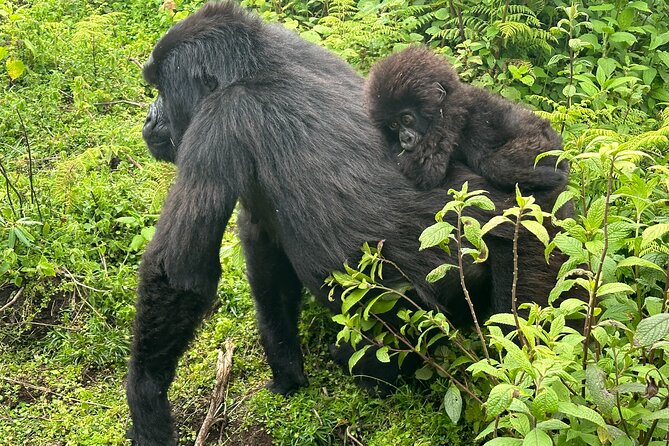 Private Gorilla Trekking Transfer from kigali to Volcanoes N.Park - What to pack for nettles and steep ground