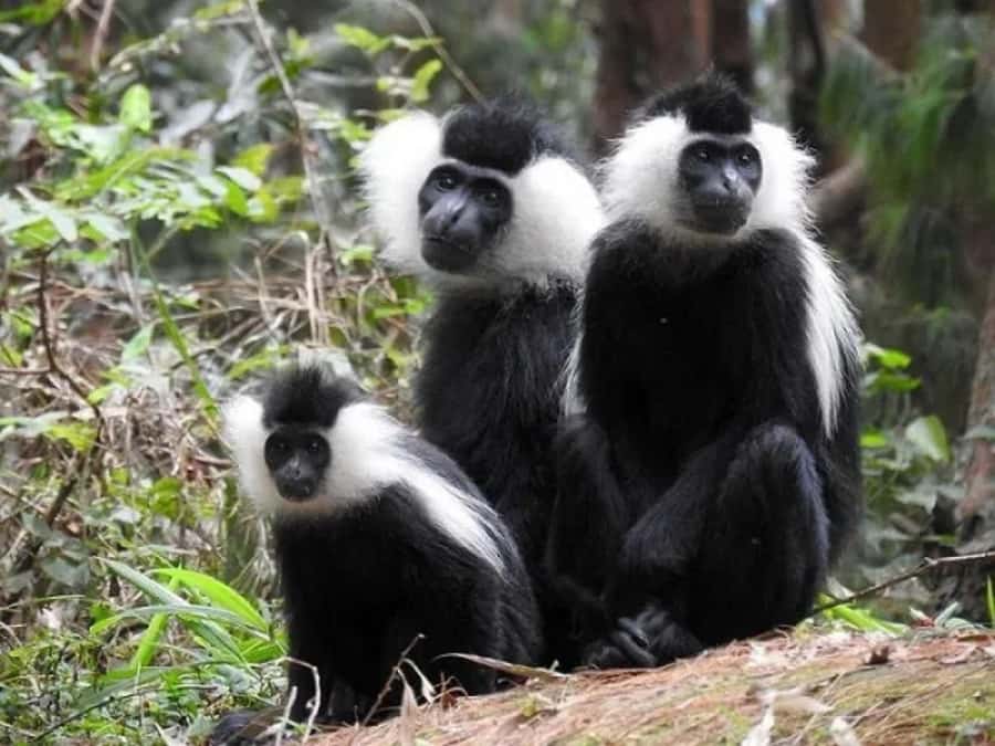 Rwanda: 3-Day Chimpanzee Trekking, Canopy, and Lake Kivu … - Why this three-day route works