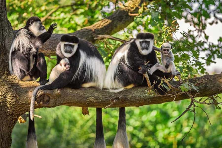 Rwanda: 3-Day Chimpanzee Trekking, Canopy, and Lake Kivu … - Day two: chimpanzees first, tea afterward
