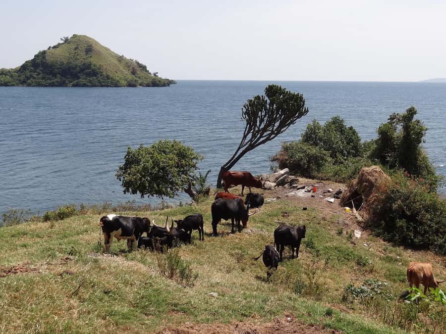 Rwanda: 3-Day Chimpanzee Trekking, Canopy, and Lake Kivu … - Transport, guides, and the private group format
