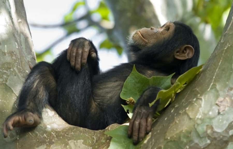 Rwanda: 3-Day Chimpanzee Trekking, Canopy, and Lake Kivu … - Who should book this Rwanda trip?