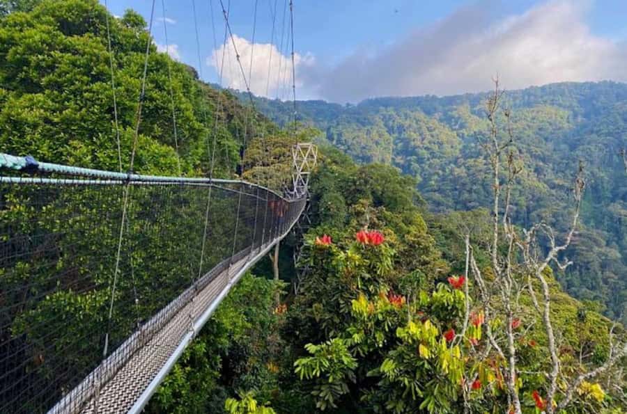 Rwanda: 3-Day Chimpanzee Trekking, Canopy, and Lake Kivu … - Practical preparation for the three days