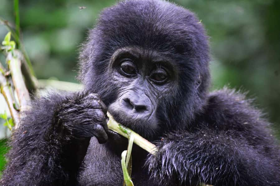 Rwanda: 5-Day Gorilla and Chimpanzee Trekking Tour - Five details that shape this Rwanda adventure