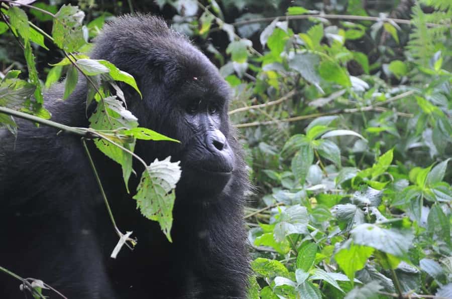 Rwanda: 5-Day Gorilla and Chimpanzee Trekking Tour - Why combine Nyungwe and Volcanoes National Park?