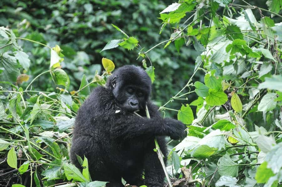 Rwanda: 5-Day Gorilla and Chimpanzee Trekking Tour - Day 4: Tracking mountain gorillas in Volcanoes National Park