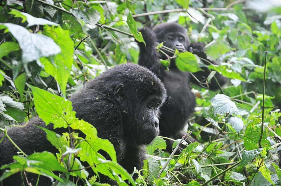 Rwanda: 5-Day Gorilla and Chimpanzee Trekking Tour - Day 1: Kigali to Nyungwe Forest