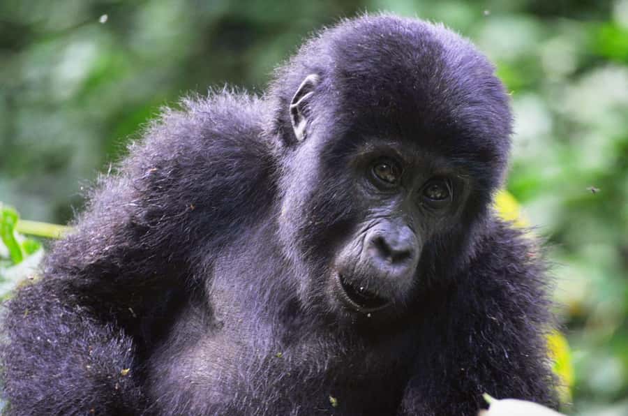 Rwanda: 6-Day Gorilla and Golden Monkey Tracking, Big 5 Tour - What the $4,609 price really covers