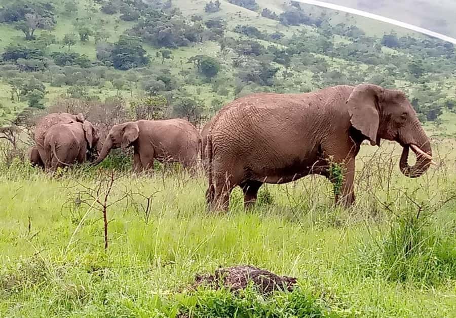 Rwanda: 6-Day Gorilla and Golden Monkey Tracking, Big 5 Tour - Day Six: One last game drive before Kigali