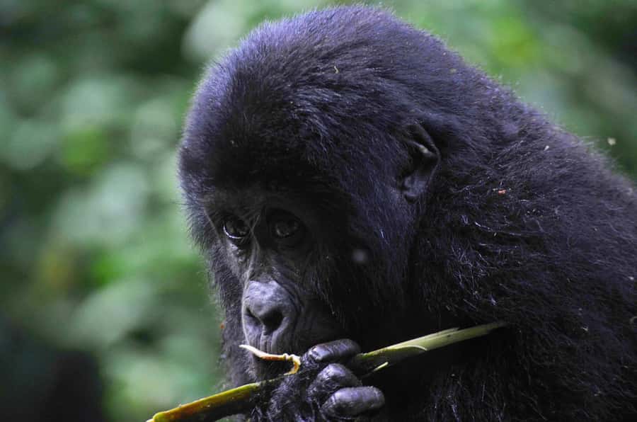 Rwanda: 6-Day Gorilla and Golden Monkey Tracking, Big 5 Tour - Day One: Kigali, local culture, and the road to Musanze