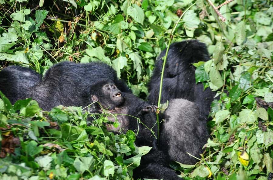 Rwanda: 7-Day Gorillas, Chimps, Big 5, and Big Cats Tour - Day 5: Lake Kivu and the long road to Nyungwe