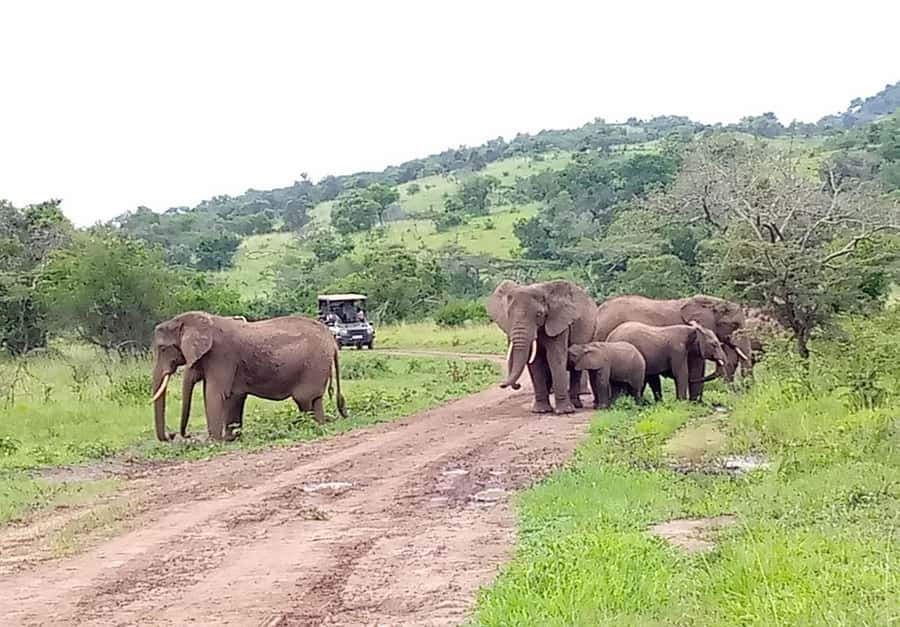 Rwanda: 7-Day Gorillas, Chimps, Big 5, and Big Cats Tour - Days 1 and 2: Akagera safari and Lake Ihema