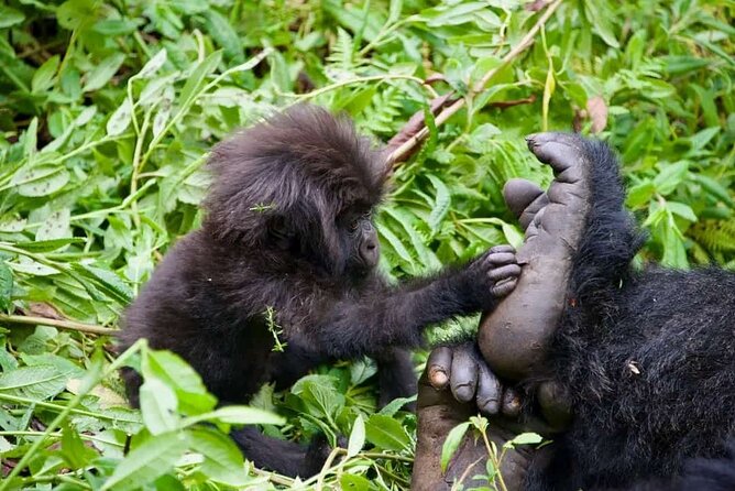 Rwanda One Day Gorilla Trekking with Iby’iwacu Culture Visit - Iby’iwacu Cultural Village after the trek